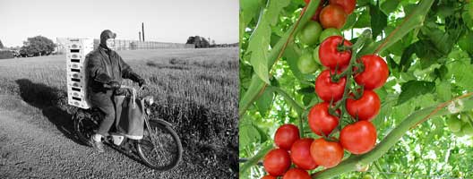 Nostalgi .............tomaten Ingelstorp