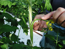 Ett stöd för kvisten så att den inte bryts när tomatklasen blir tung